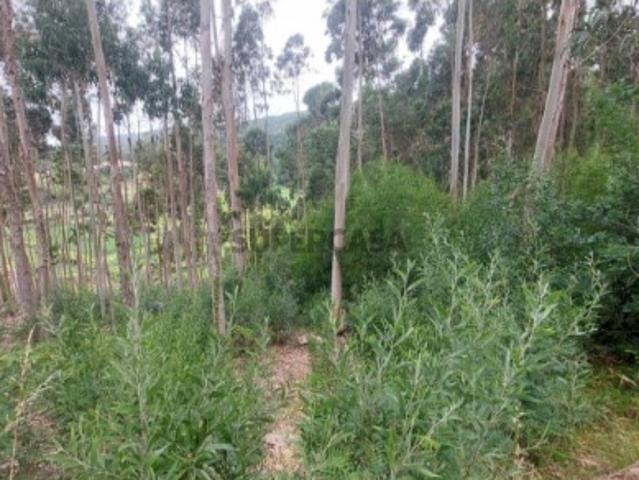 Terreno venda em Viana Do Castelo