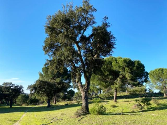 Terreno venda em Palmela, Setúbal