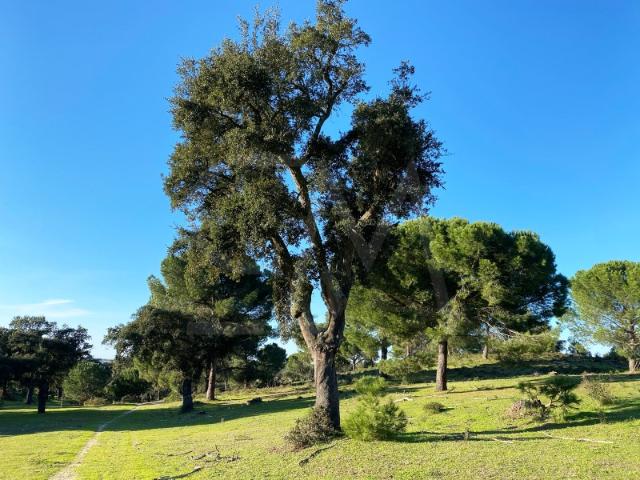 Terreno venda em Poceirão e Marateca, Palmela