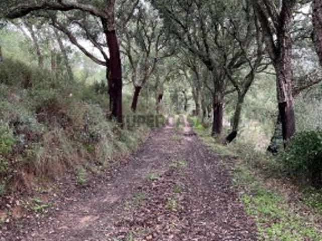 Terreno venda em Alcanena, Santarém