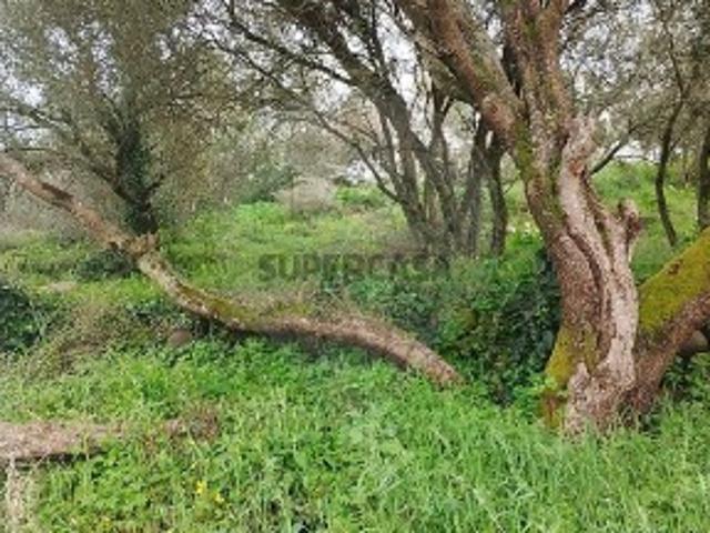 Terreno venda em Sintra, Lisboa