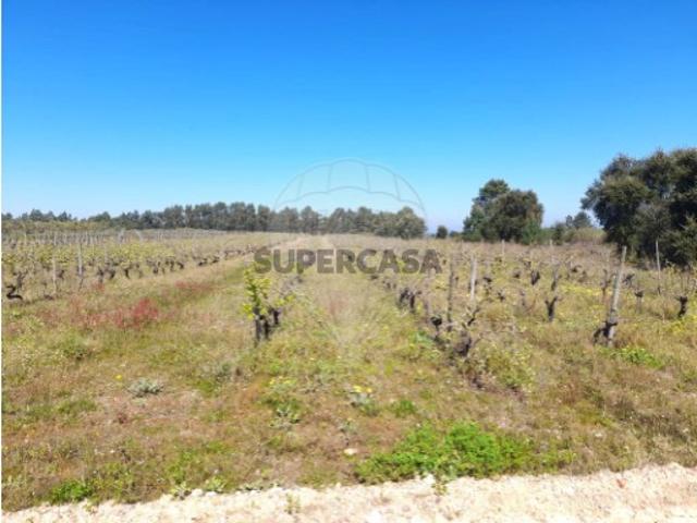 Terreno venda em Alpiarça, Santarém