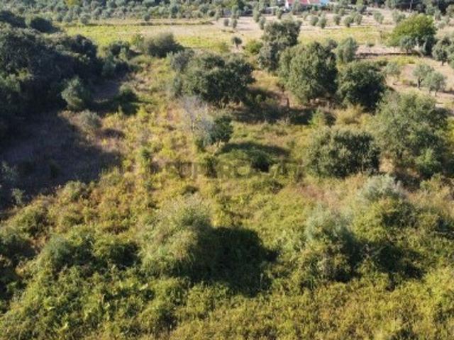 Terreno venda em Rego Da Murta, Santarém