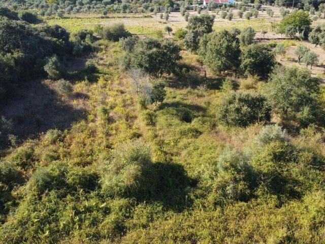 Terreno venda em Rego Da Murta, Santarém