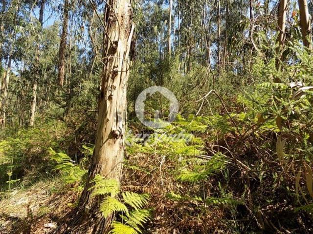 Terreno venda em Bola, Gavião