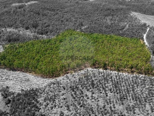 Terreno venda em Rio Maior, Santarém