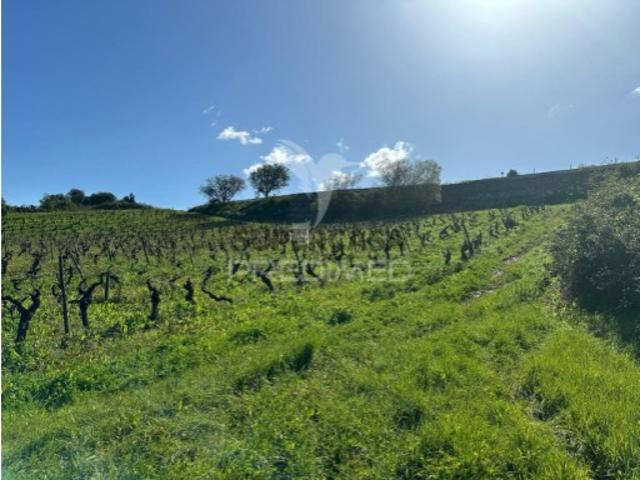 Terreno venda em Rio Maior, Arrouquelas Terreno venda em Rio Maior, Arrouquelas