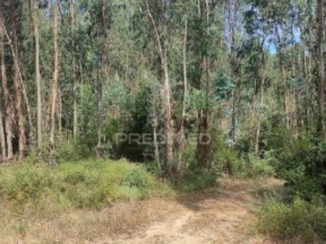 Terreno venda em Tomar, Asseiceira Terreno venda em Tomar, Asseiceira
