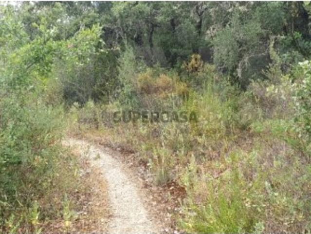 Terreno venda em Charruada, Torres Novas