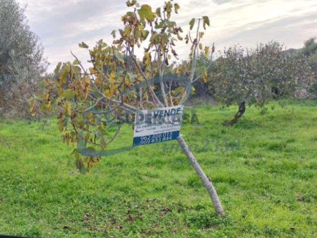 Terreno venda em Torres Novas, Assentiz
