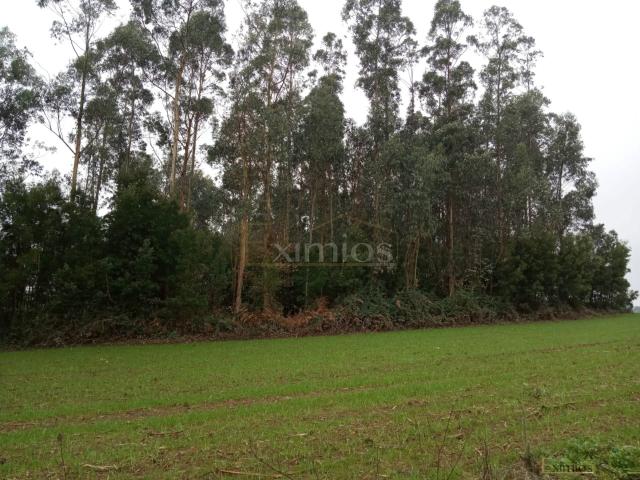 Terreno venda em Vila Do Conde, Porto