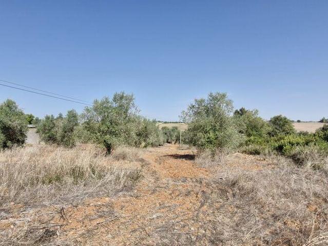 Terreno venda em Rio Maior, Santarém