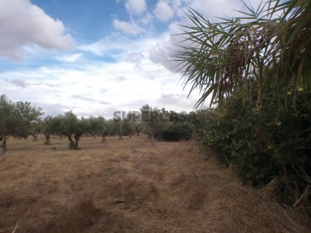 Terreno venda em Barbacena e Vila Fernando, Elvas