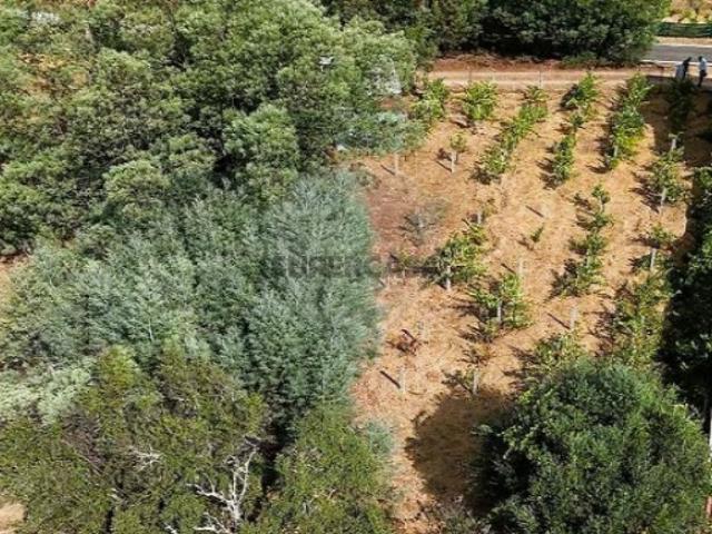 Terreno venda em Torre Cimeira, Gavião