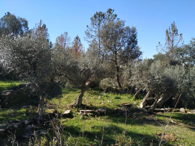 Terreno venda em Castelo Branco