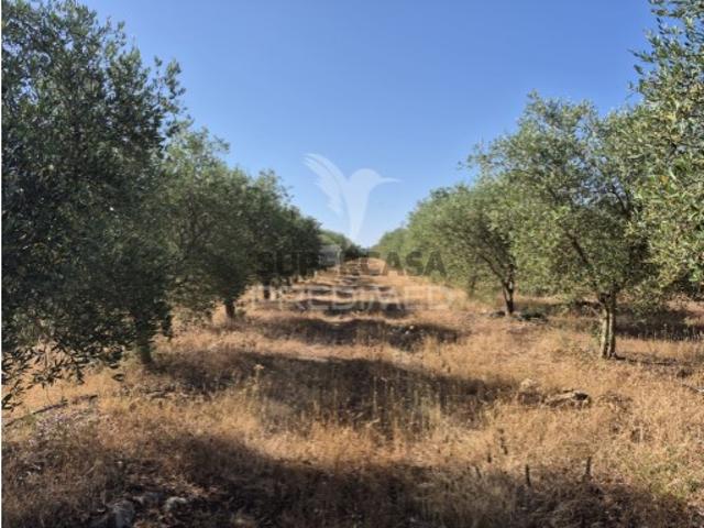 Terreno venda em Borba (Matriz), Borba
