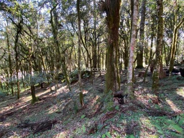 Terreno venda em Região Geográfica Imediata de Caxias do Sul, Canela