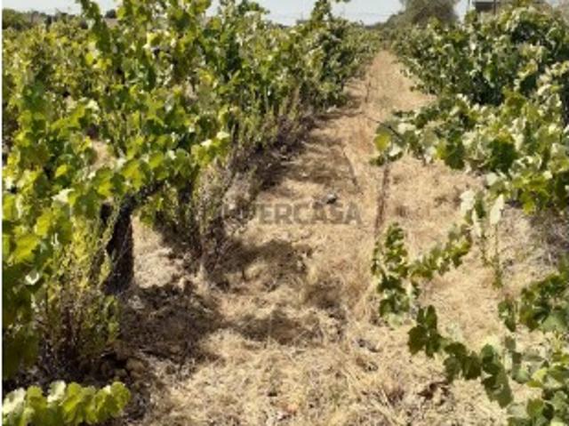 Terreno venda em Torres Novas, Santarém