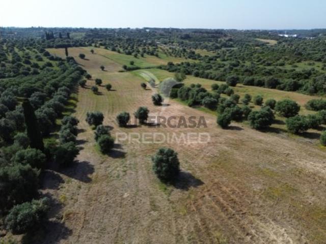 Terreno venda em Torres Novas, Santarém