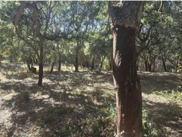 Terreno venda em Cadaval e Pêro Moniz, Cadaval