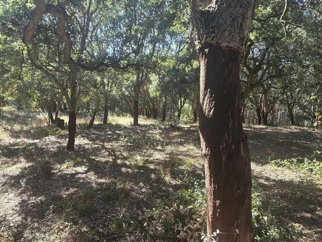 Terreno venda em Cadaval e Pêro Moniz, Cadaval