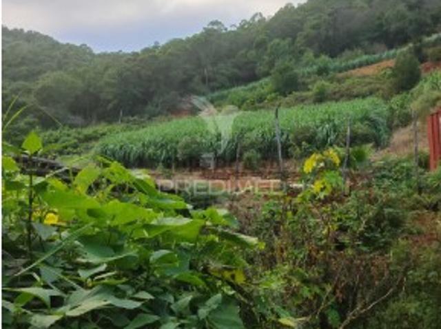 Terreno venda em Caniçal, Machico