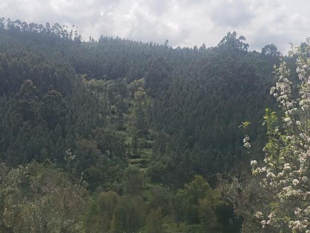 Terreno venda em Mação, Santarém