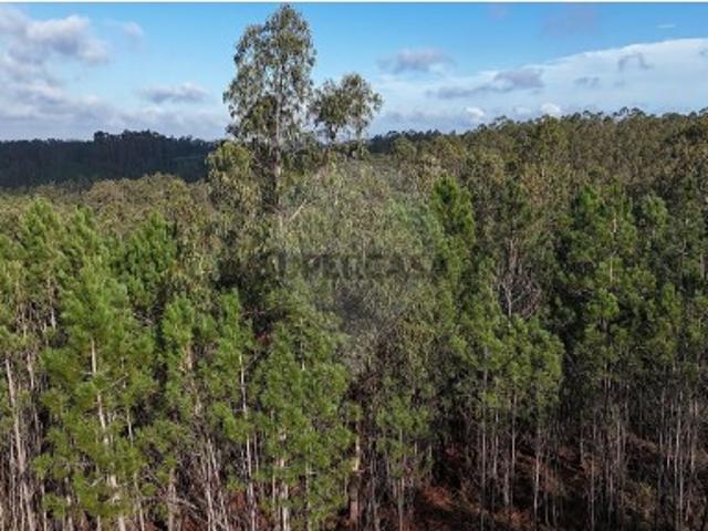 Terreno venda em Pombal, Carnide
