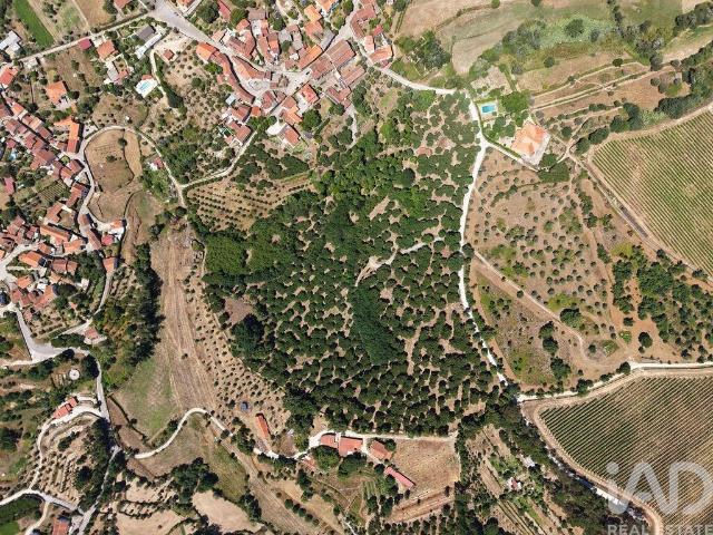 Terreno venda em Carregal Do Sal, Viseu