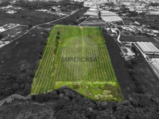 Terreno venda em Cartaxo e Vale da Pinta, Cartaxo