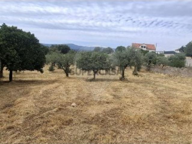 Terreno venda em Castelo Branco