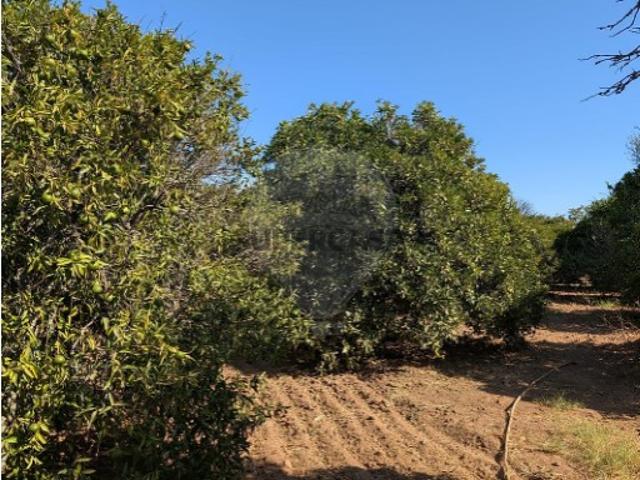 Terreno venda em Vale Toiro, Castro Marim
