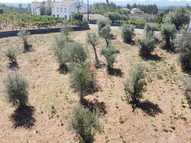 Terreno venda em Castelo Branco, Cumeada