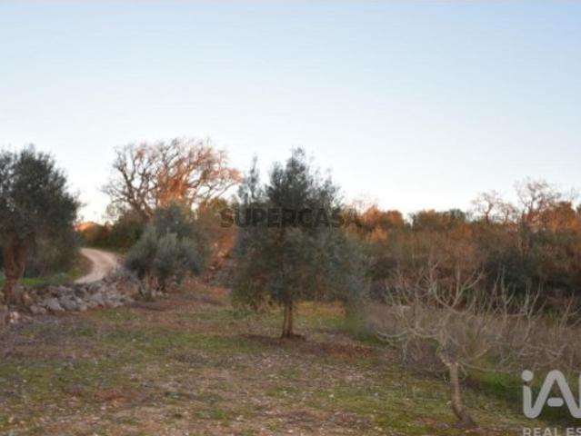 Terreno venda em Almogadel, Rego Da Murta
