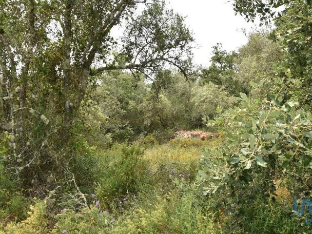 Terreno venda em Rego Da Murta, Santarém