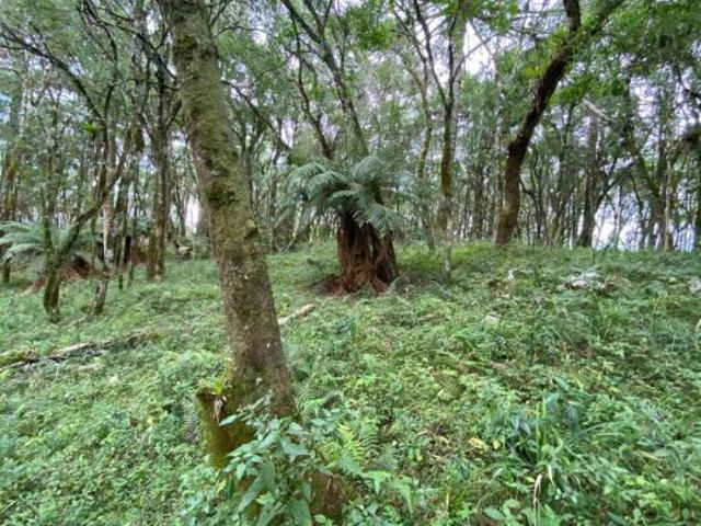 Terreno venda em Região Geográfica Imediata de Caxias do Sul, Canela
