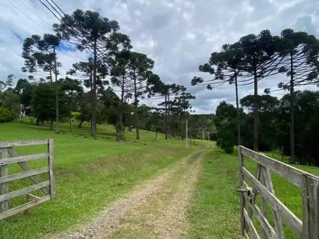 Terreno venda em Região Geográfica Imediata de São Bento do Sul-Rio Negrinho, Campo Alegre