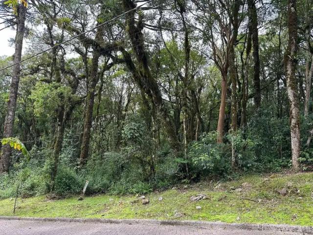 Terreno venda em Canela