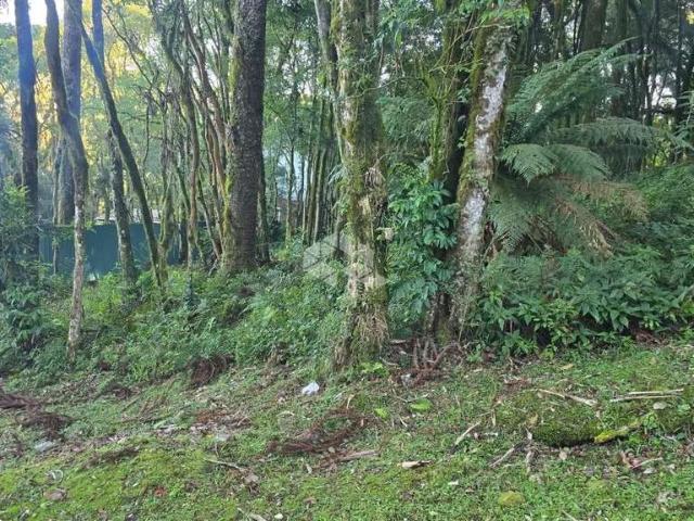 Terreno venda em Canela