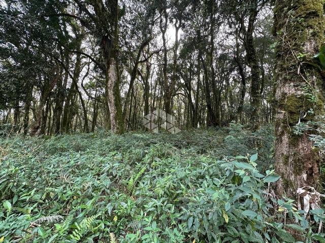 Terreno venda em Gramado