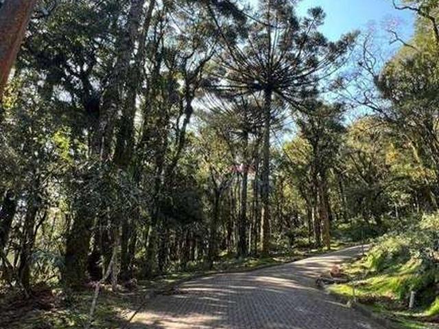 Terreno venda em Canela