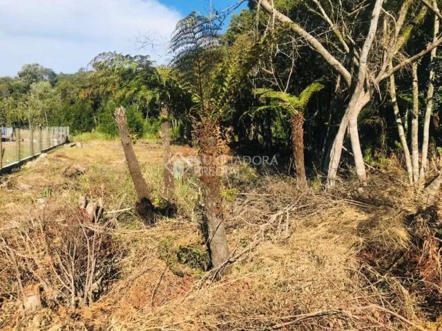 Terreno venda em Canela