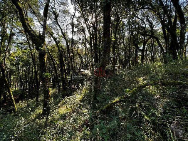 Terreno venda em Região Geográfica Imediata de Caxias do Sul, Canela