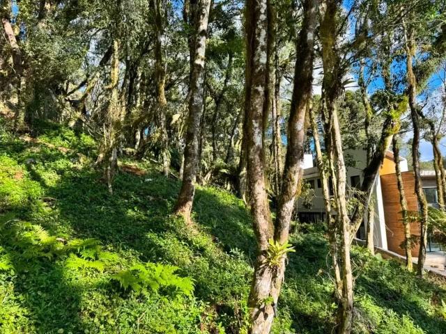 Terreno venda em Canela