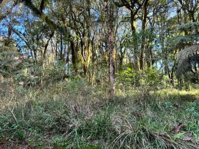 Terreno venda em Canela