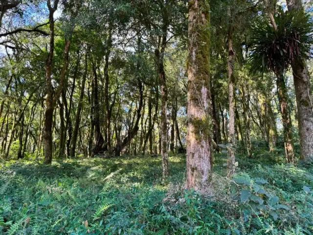 Terreno venda em Canela