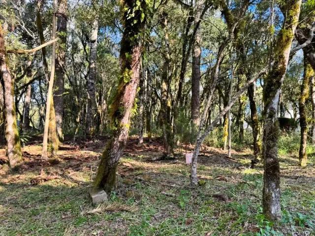 Terreno venda em Canela