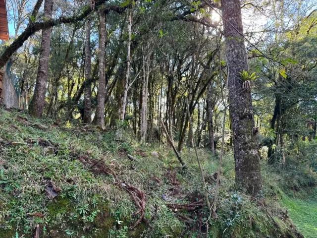 Terreno venda em Canela