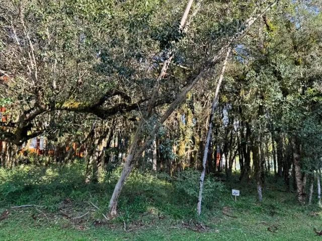 Terreno venda em Canela