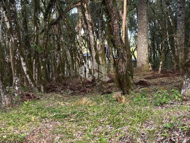 Terreno venda em Canela